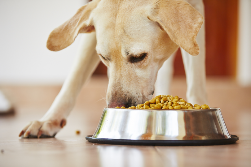digestive enzymes for pets