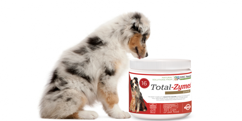 enzymes for dogs